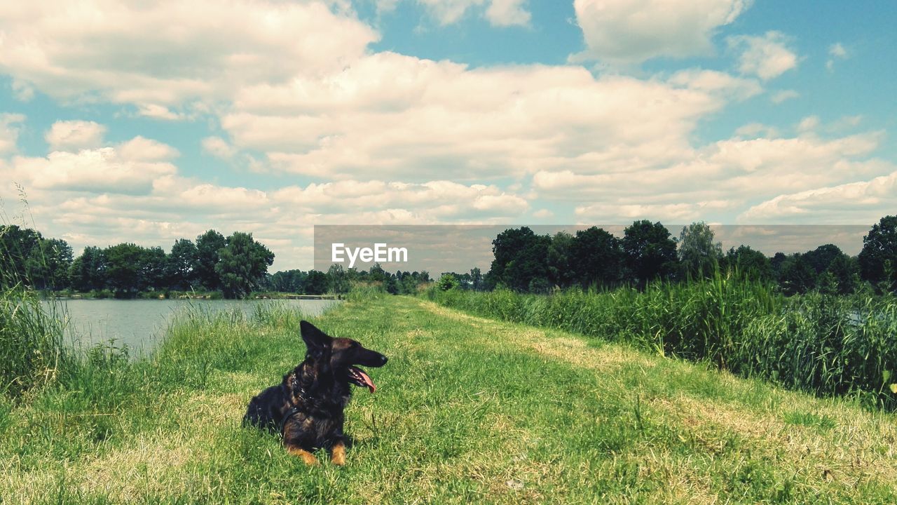 Dog resting by pond