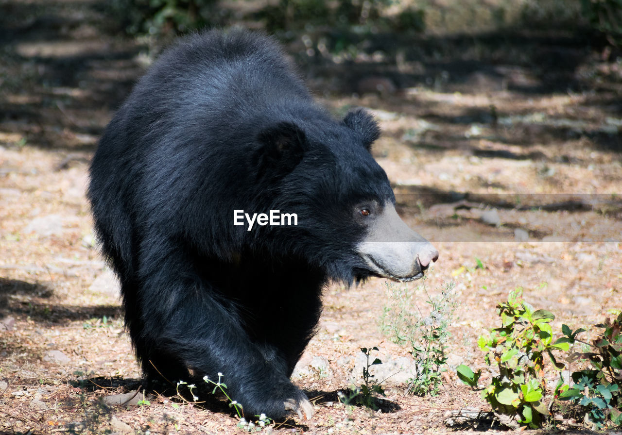 Black bear is walking toward front in jungle.