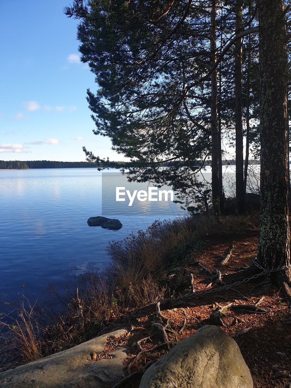 SCENIC VIEW OF LAKE IN FOREST