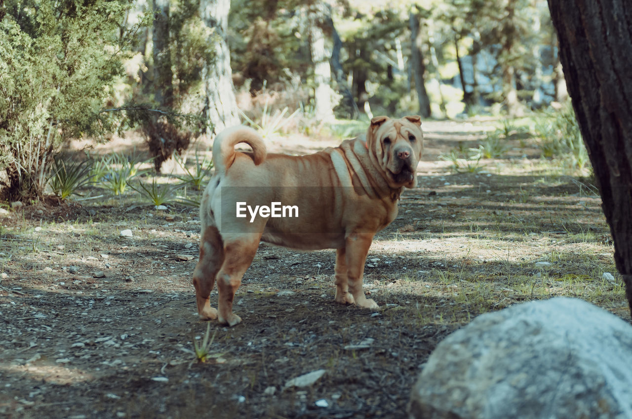 DOG ON HORSE