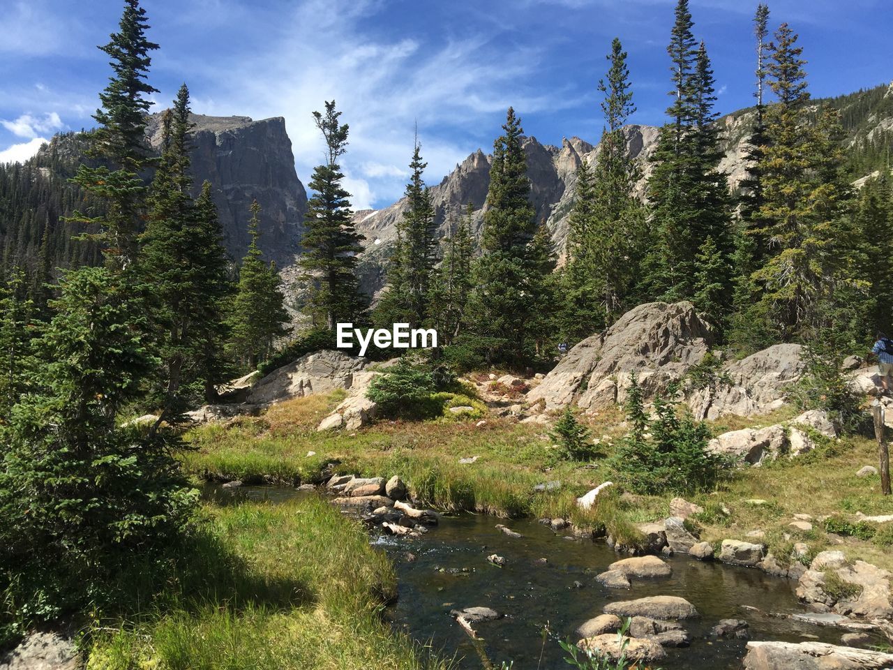 TREES ON MOUNTAIN AGAINST SKY