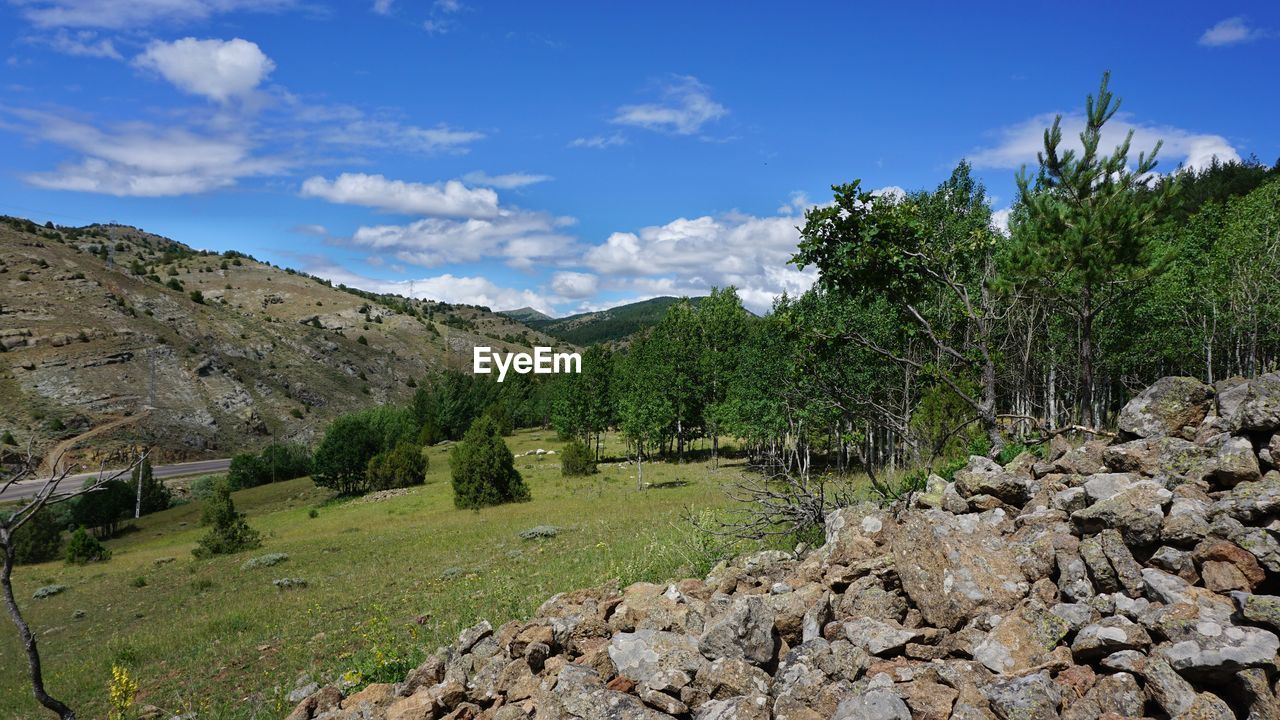 SCENIC VIEW OF TREES GROWING ON LANDSCAPE AGAINST SKY