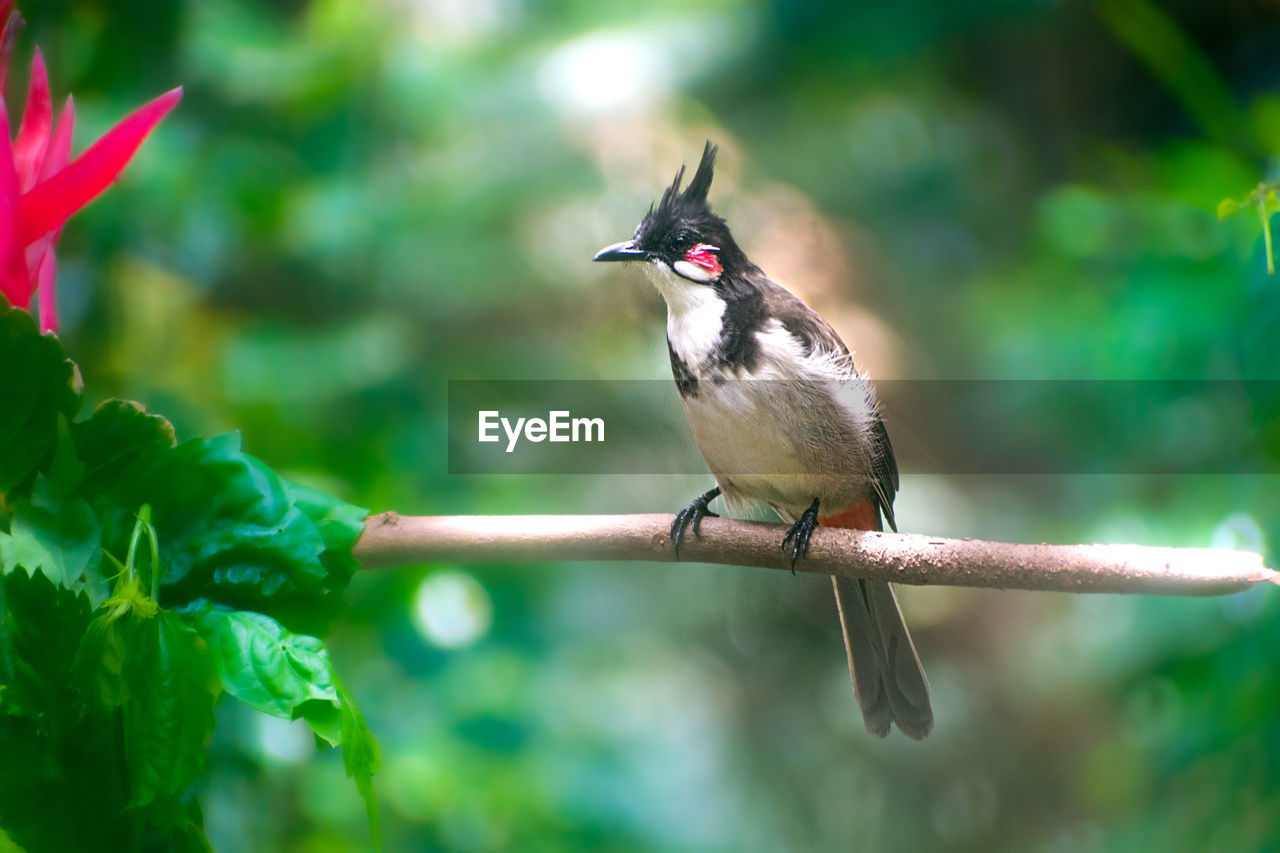 CLOSE-UP OF BIRD PERCHING ON A BRANCH