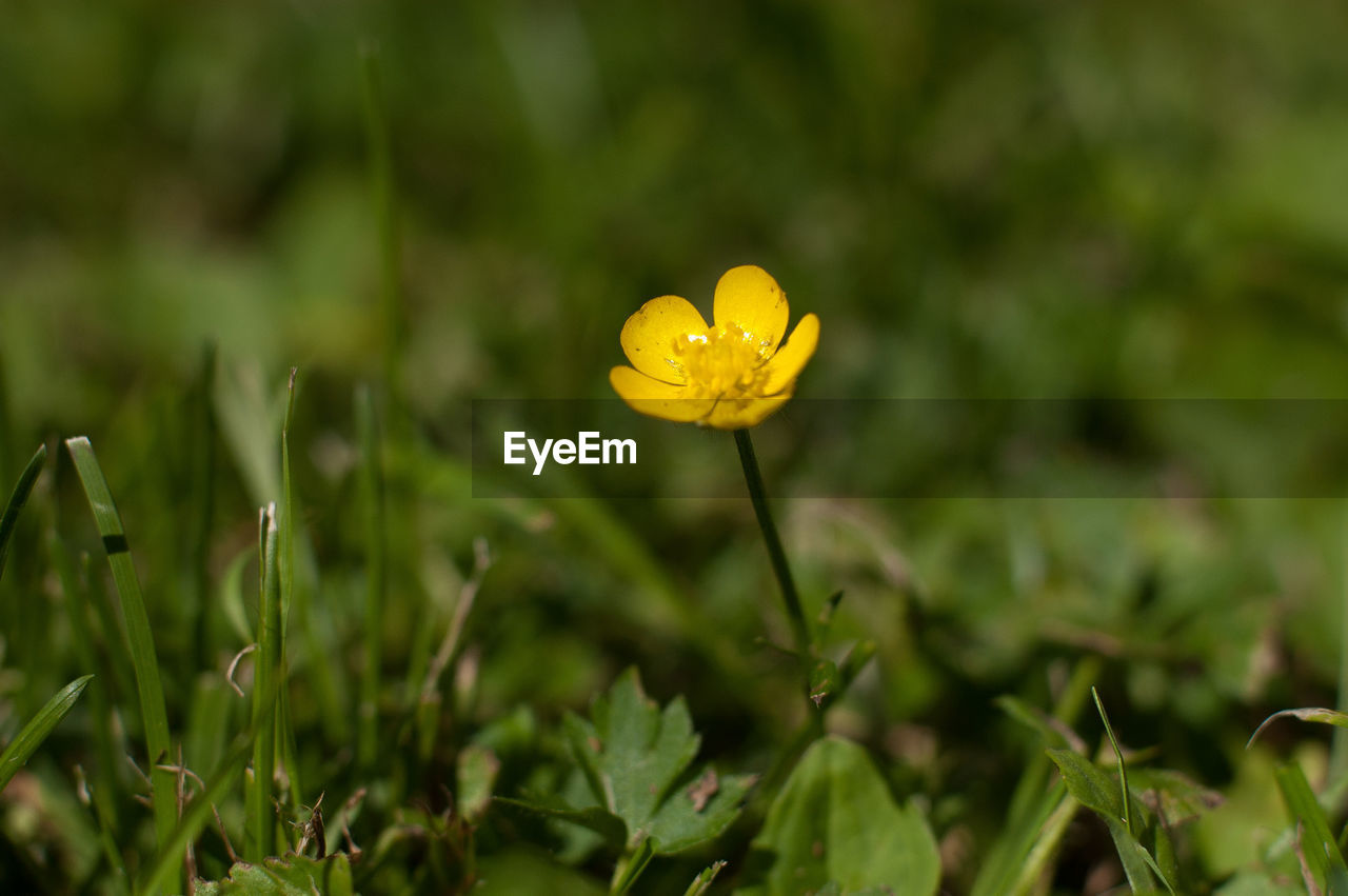 CLOSE-UP OF YELLOW FLOWER ON PLANT