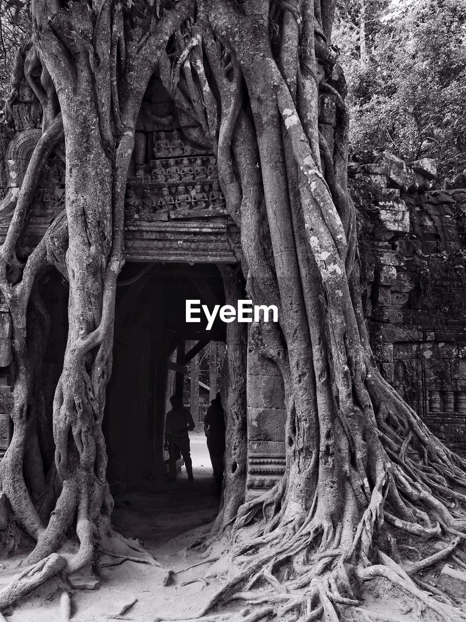 VIEW OF TREES GROWING IN TEMPLE