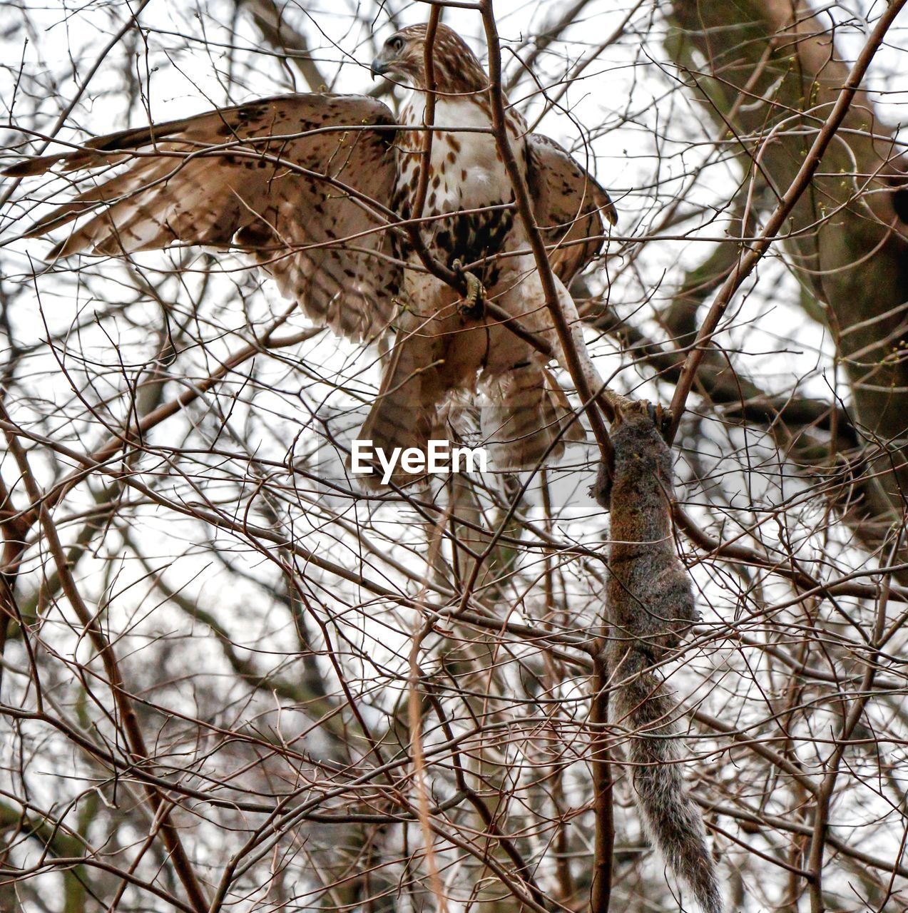 LOW ANGLE VIEW OF BIRD PERCHING ON TREE