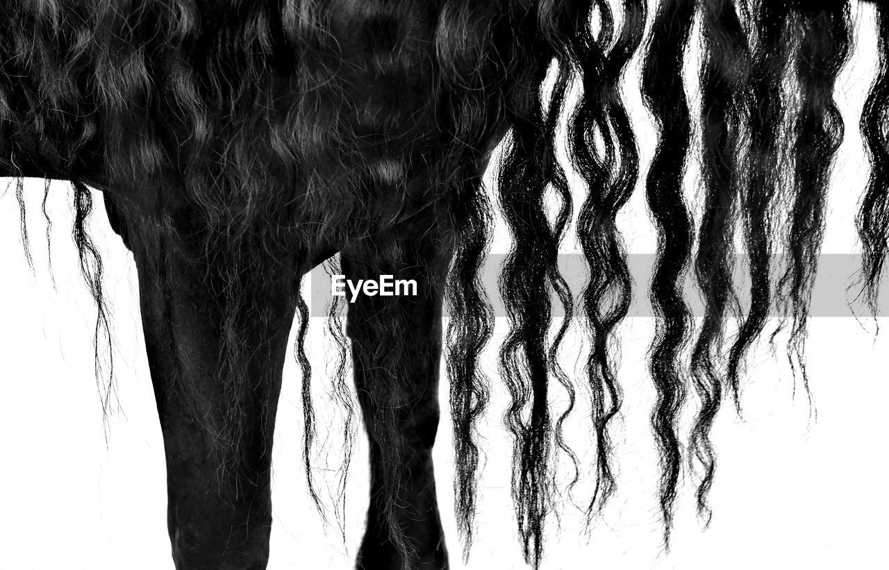 Close-up of human hair hanging against white background