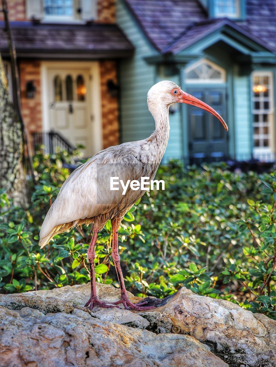 Bird perching on a wall