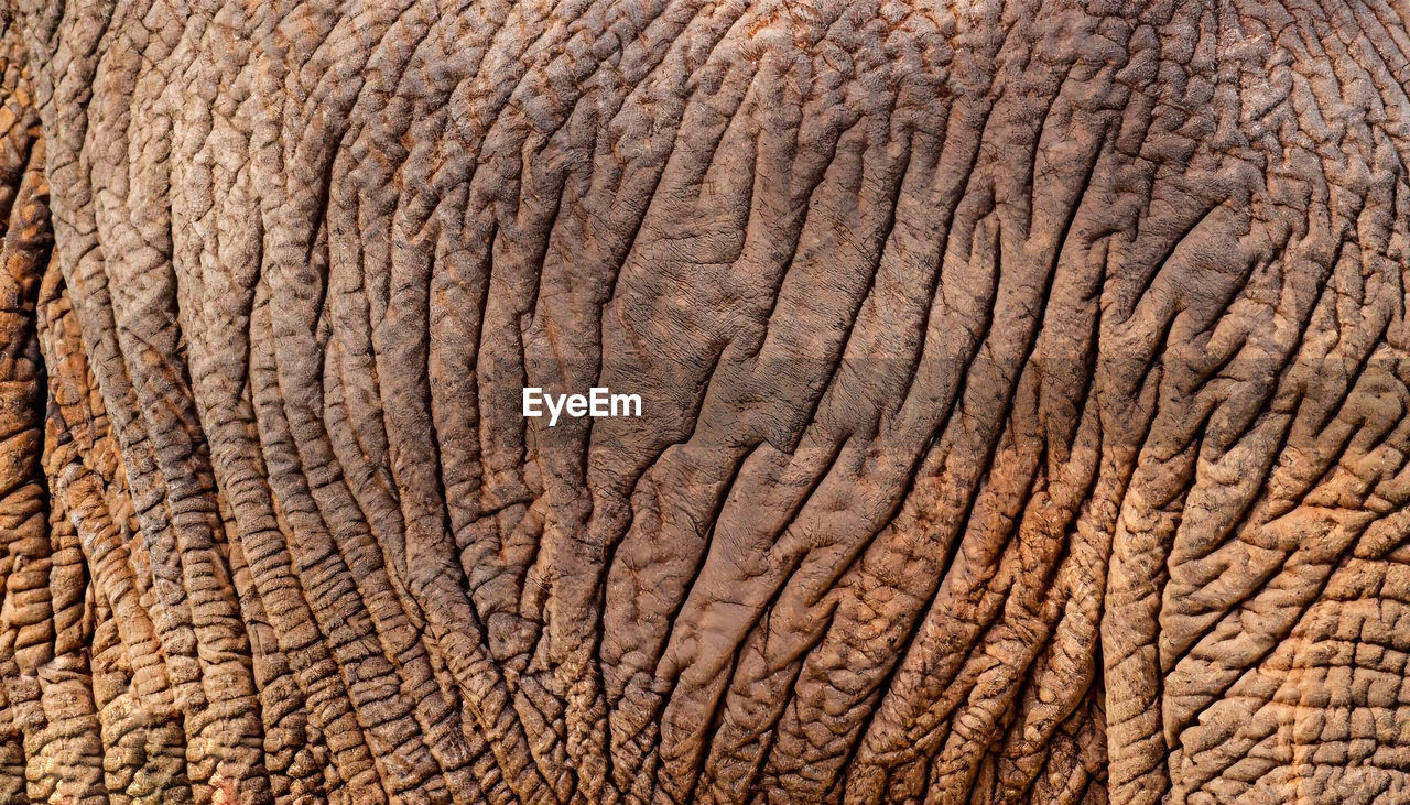 close-up of a elephant