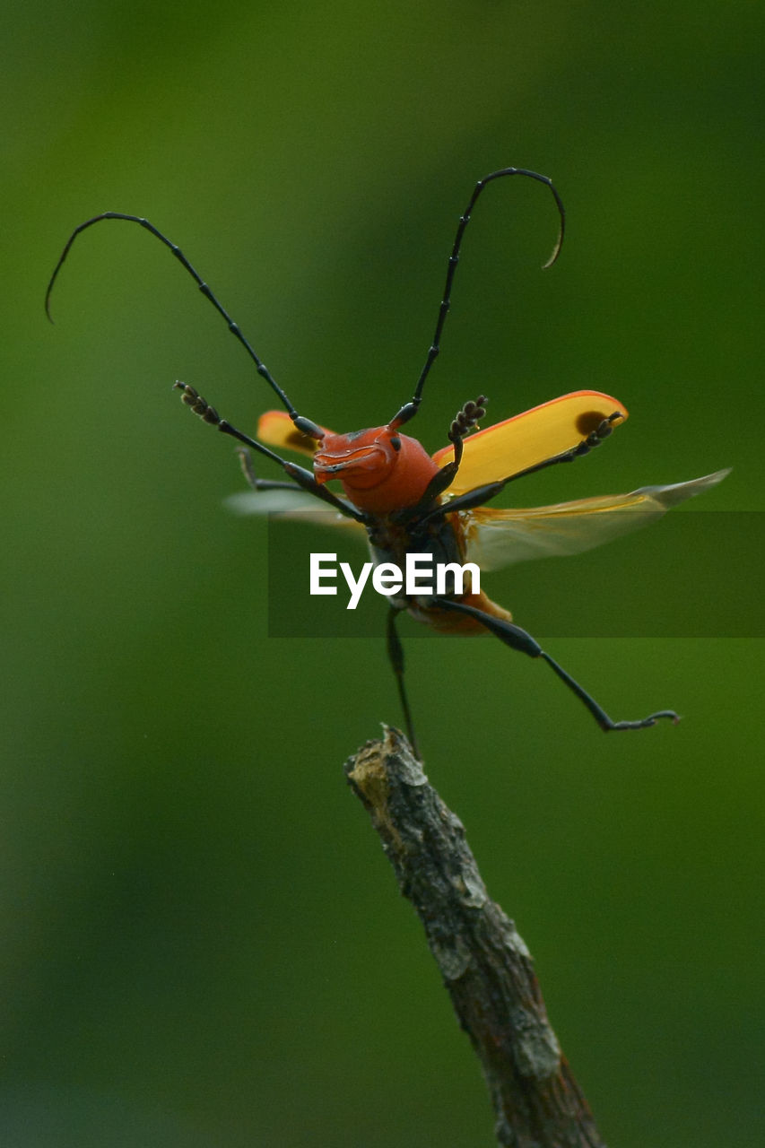 Close-up of insect on plant