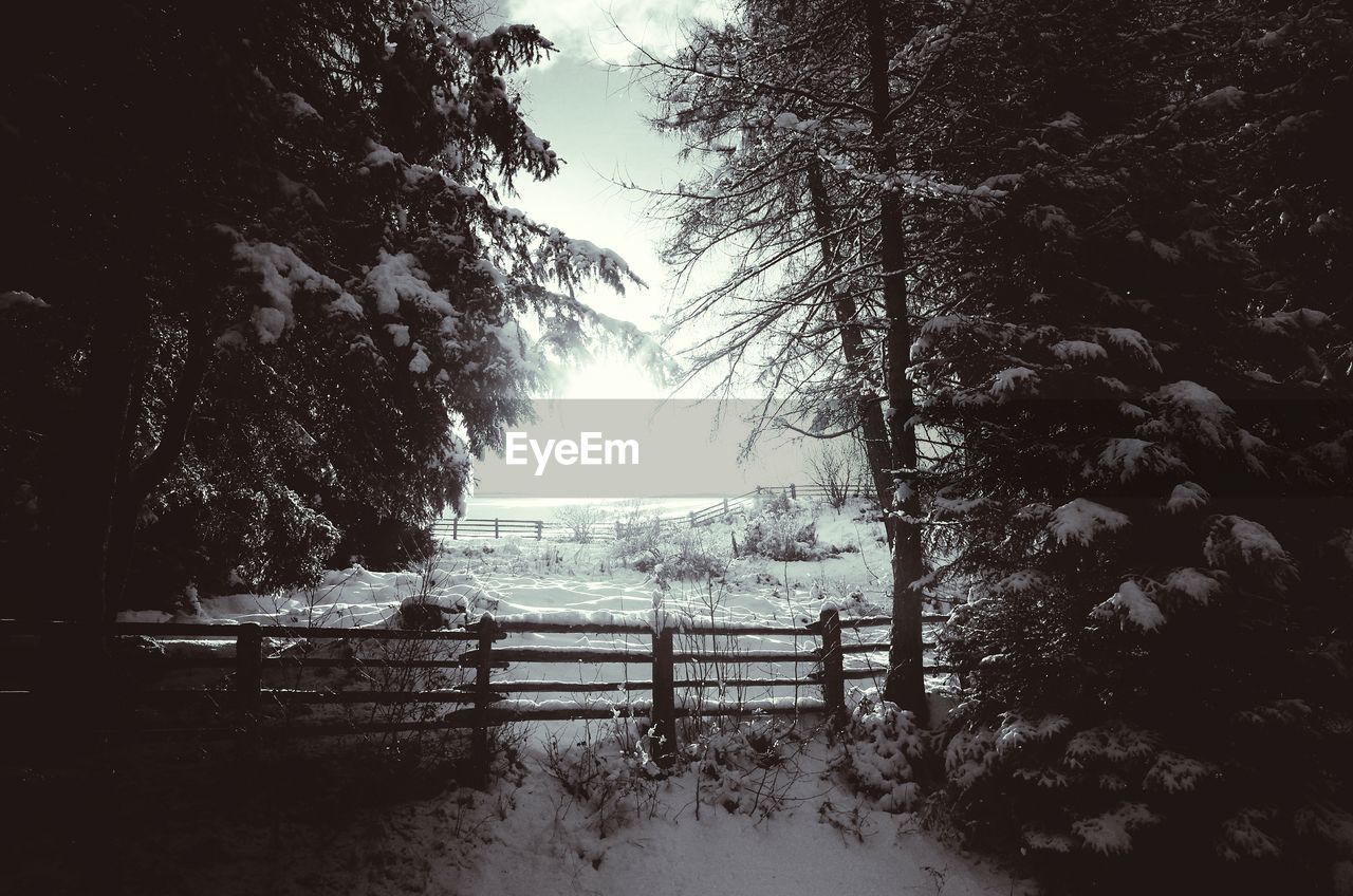 Trees in winter against sky