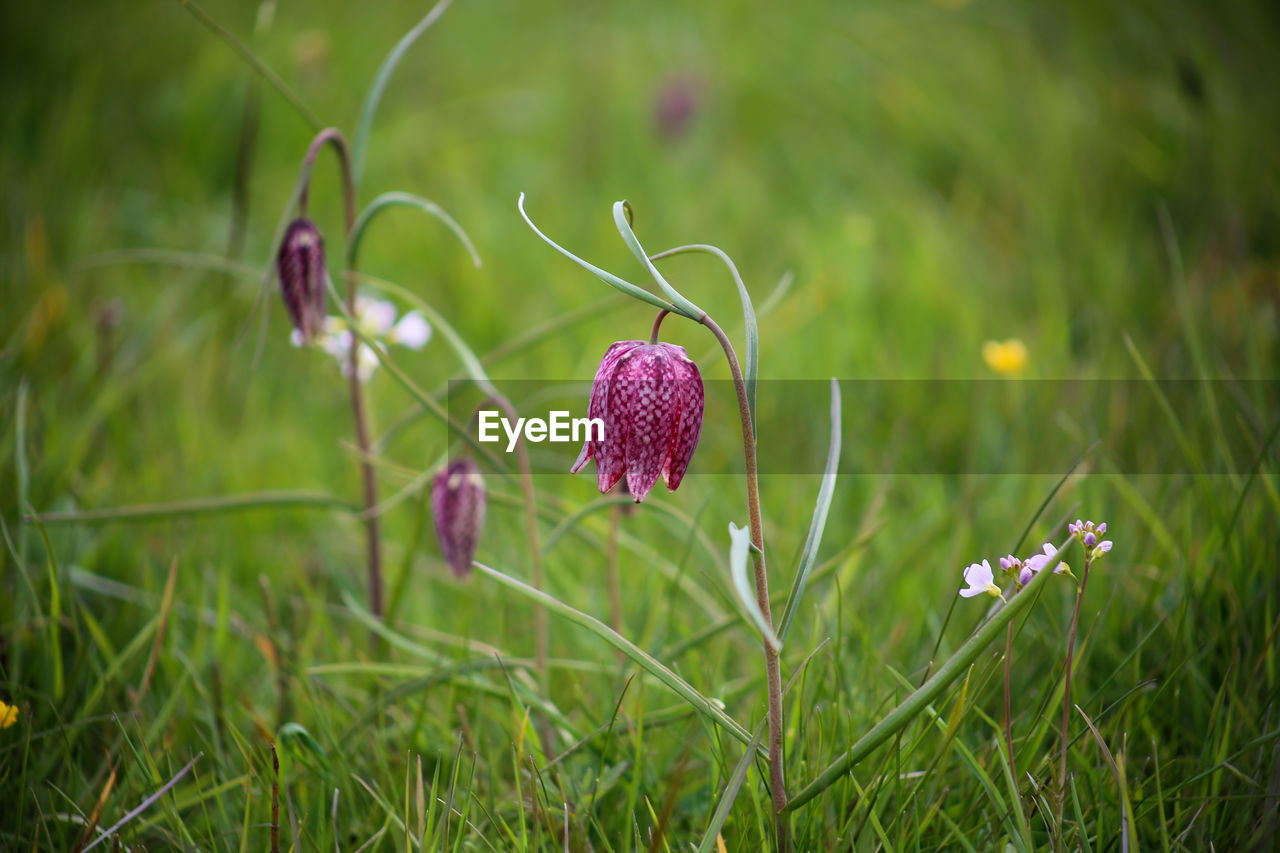 Snake's head fritillary fritillaria meleagris close-up view growing in field