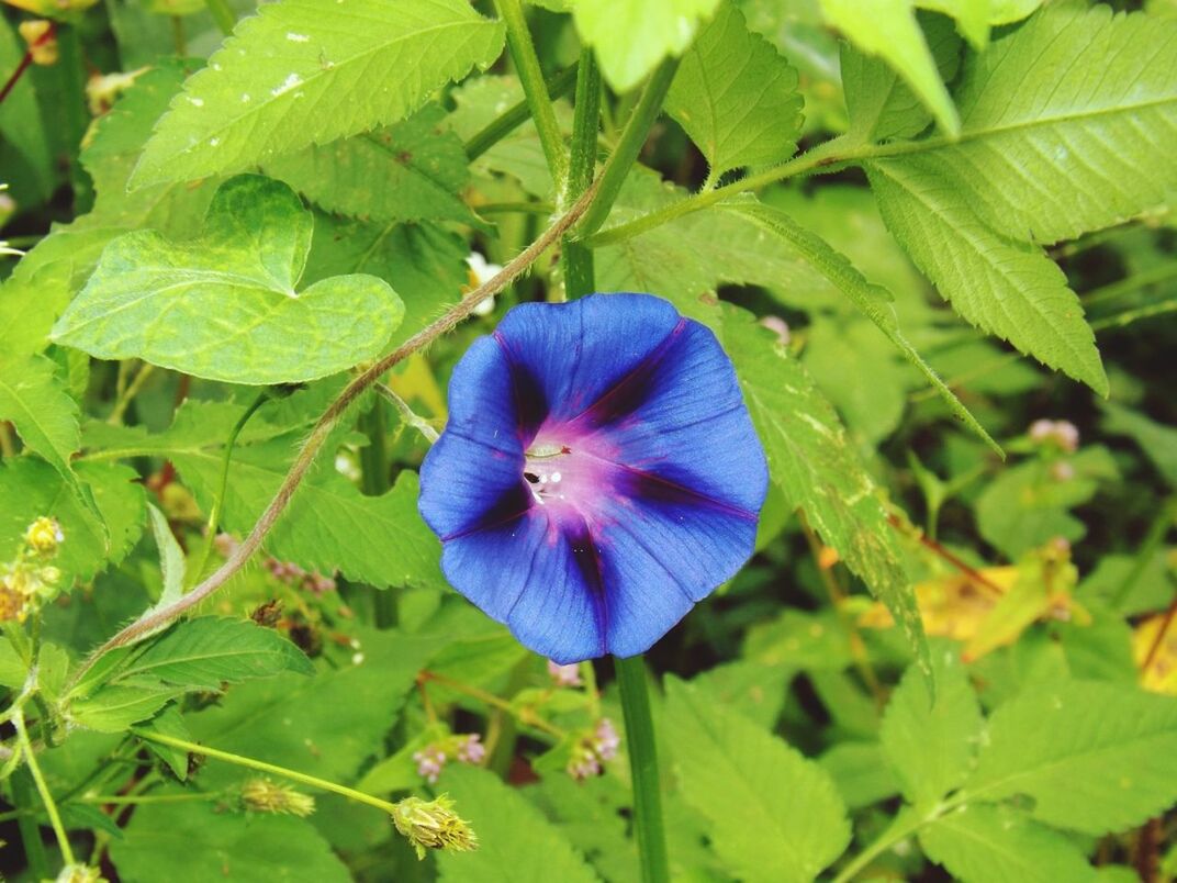 Close up of blue morning glory flower blooming