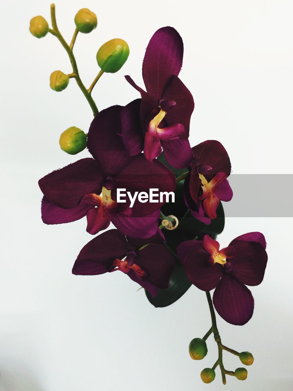 Fresh purple orchids over white background