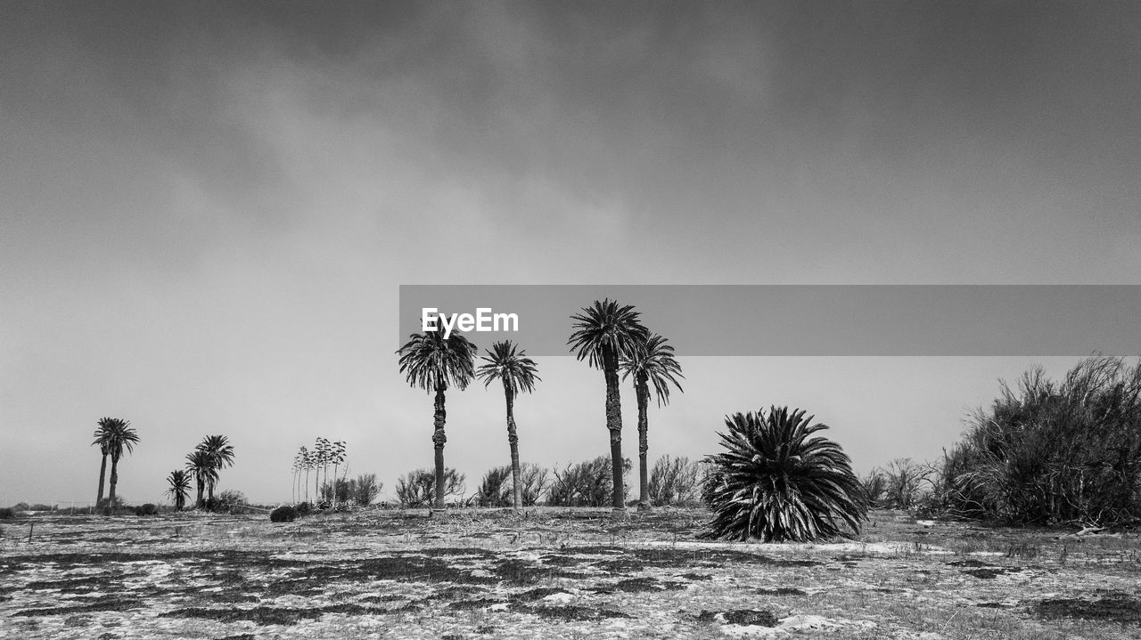 TREES ON FIELD AGAINST CLEAR SKY