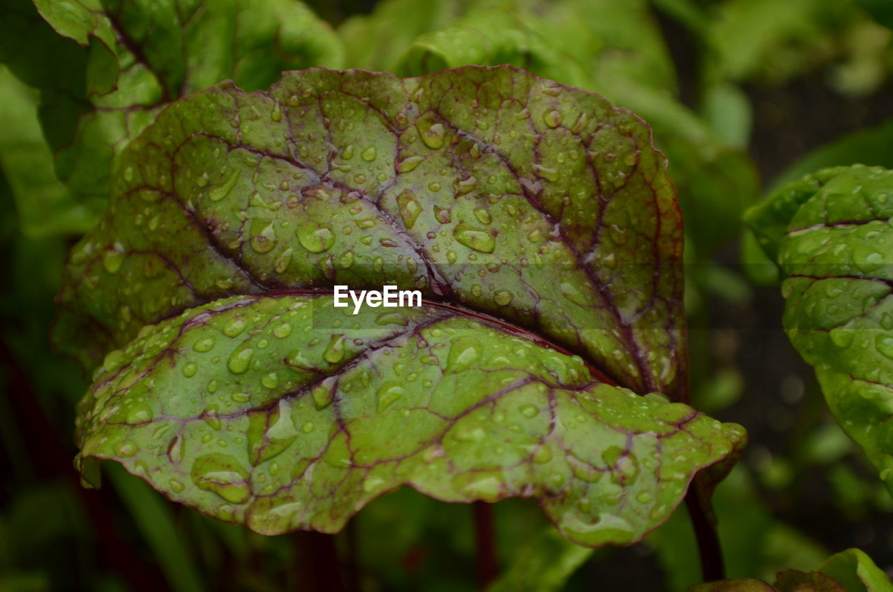 Close-up of water drops on leaf