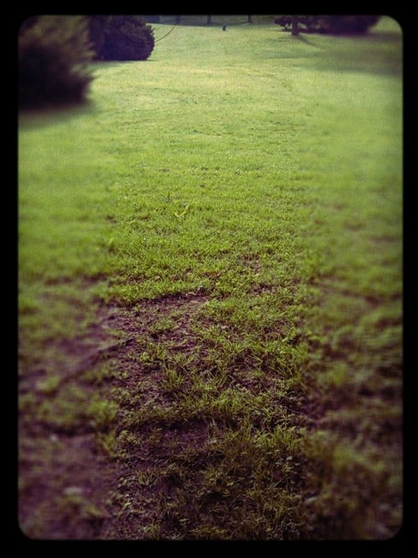 VIEW OF GRASSY FIELD