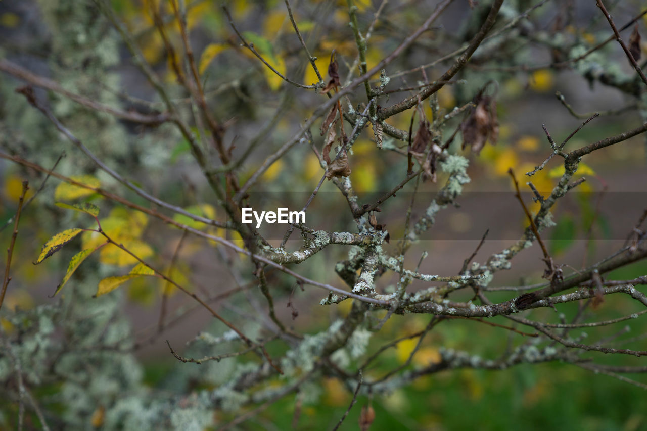 CLOSE-UP OF BRANCH