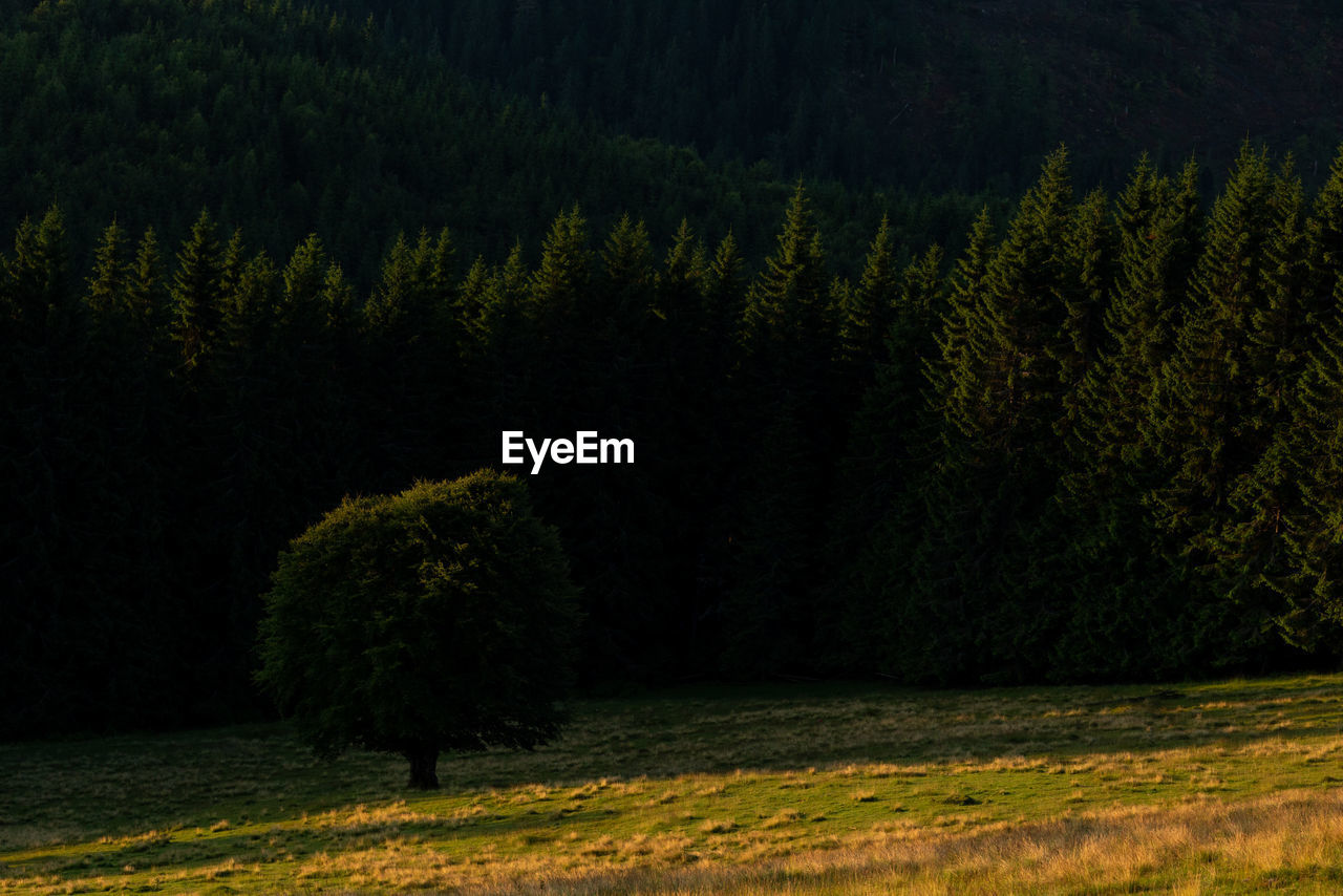 Nature landscape in the mountains with bokeh background in rodnei mountains 