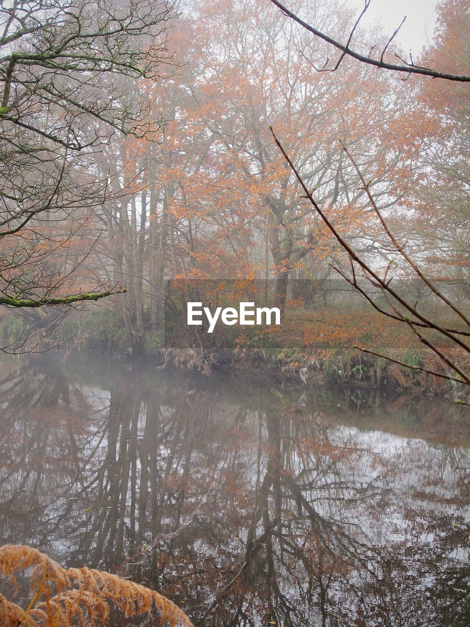 REFLECTION OF TREES IN LAKE