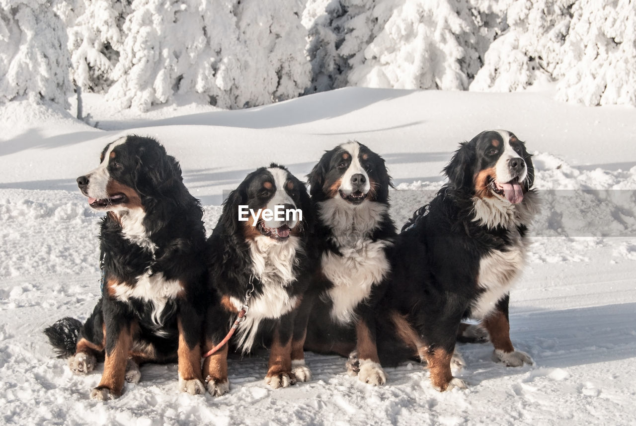 DOGS ON SNOW IN WINTER