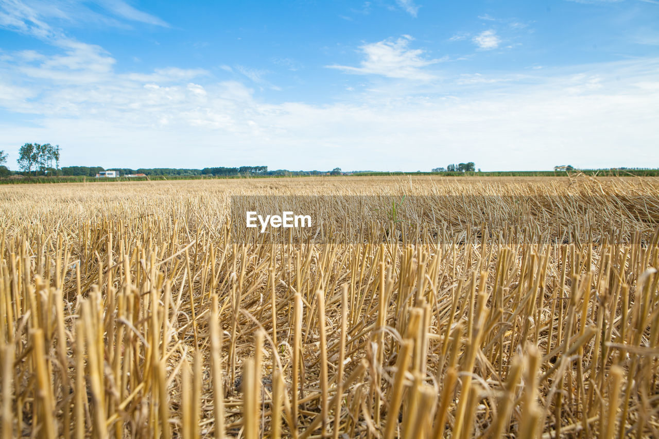 Wheat field against sky