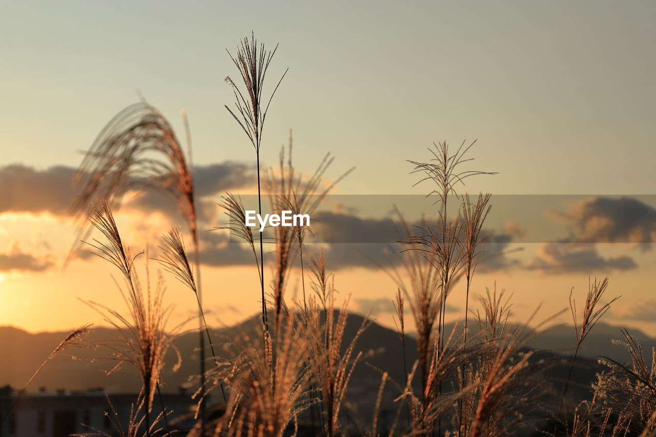 CLOSE-UP OF STALKS AGAINST SUNSET