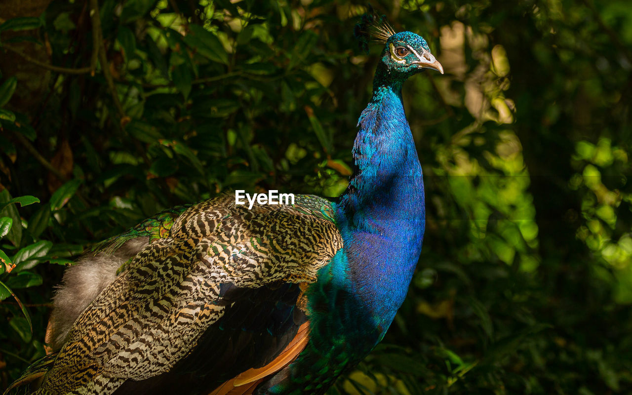 Peacock strutting his stuff at johnstown castle in wexford