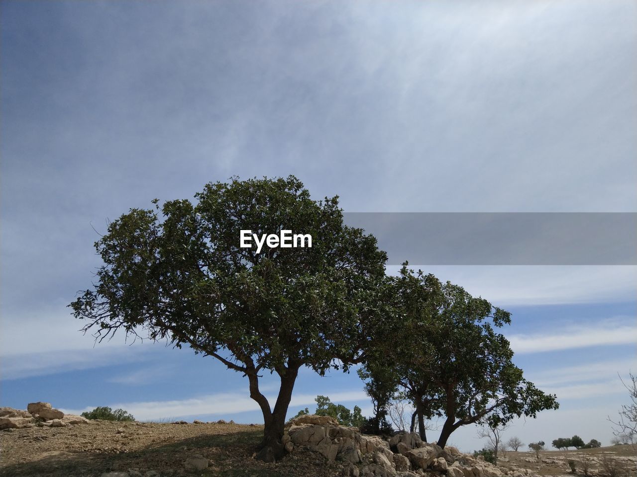 LOW ANGLE VIEW OF TREE AGAINST SKY