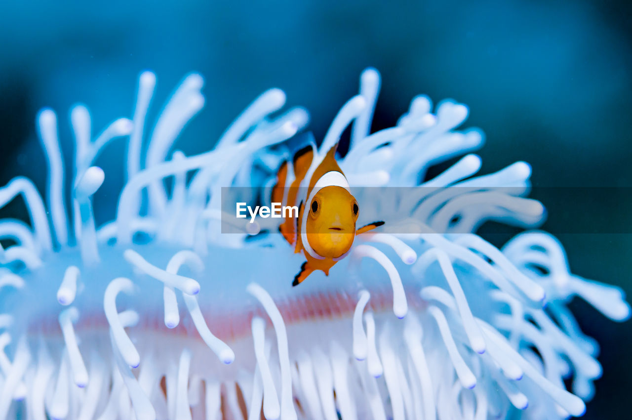 Close-up of anemonefish in underwater