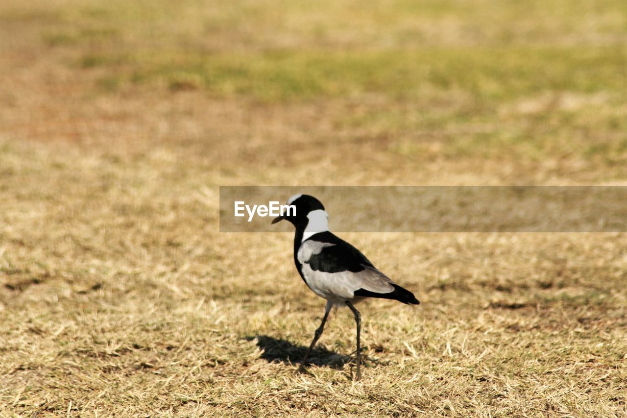 CLOSE-UP OF BIRD ON GRASS