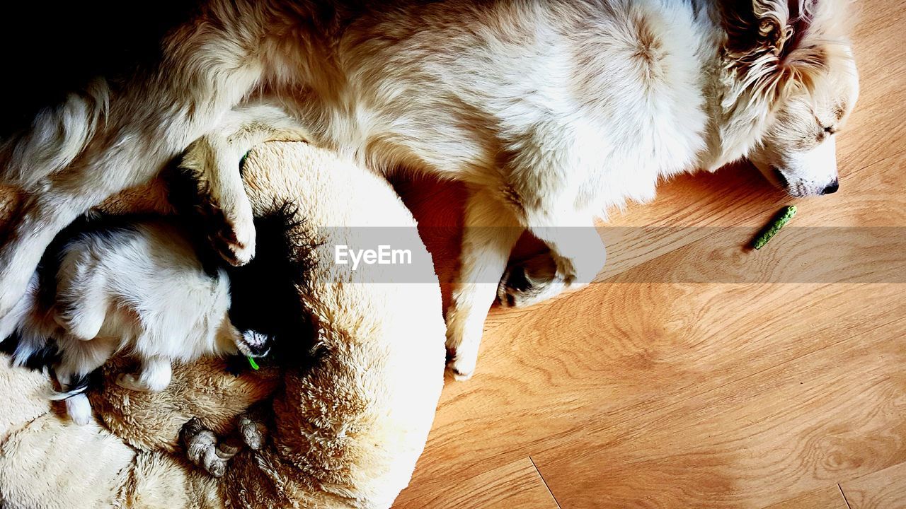 HIGH ANGLE VIEW OF DOG IN INDOORS