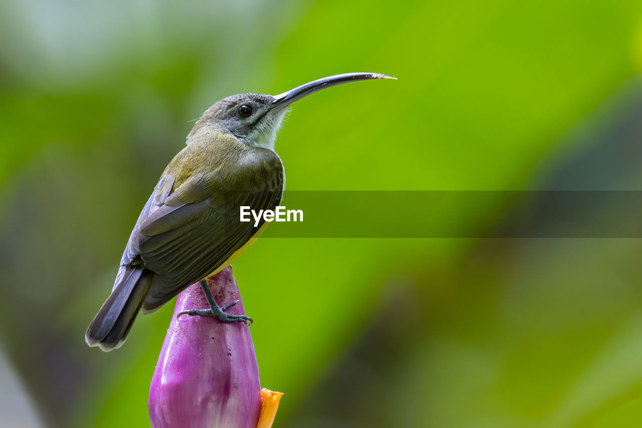 CLOSE-UP OF BIRD PERCHING ON LEAF