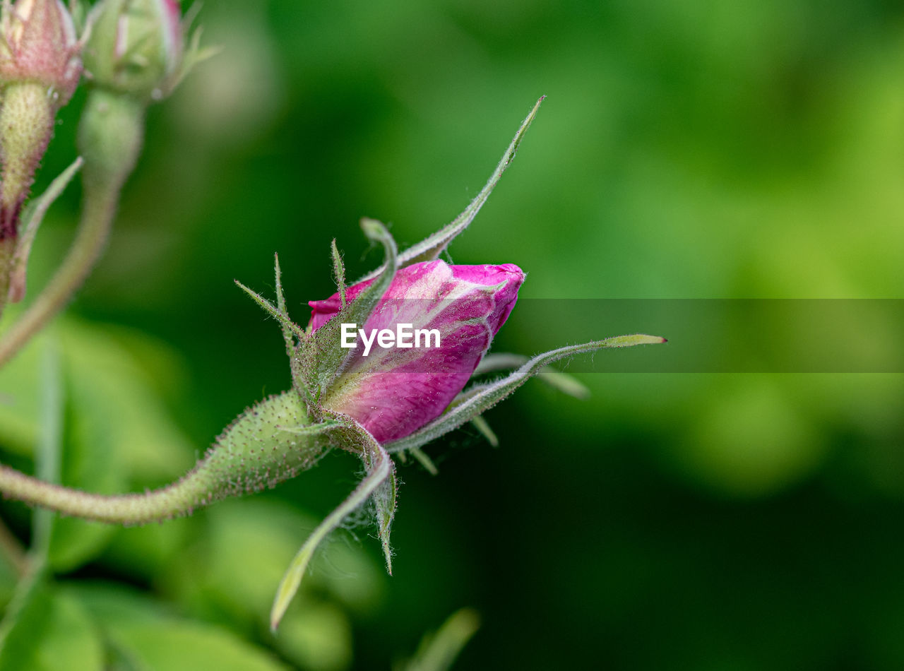 CLOSE-UP OF PINK ROSE FLOWER BUD