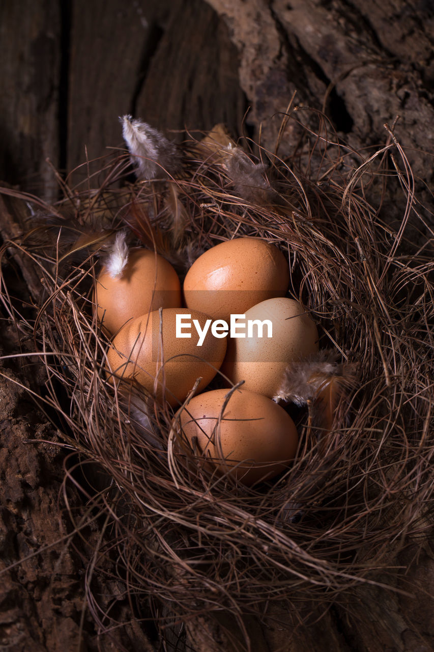 HIGH ANGLE VIEW OF BIRD ON NEST