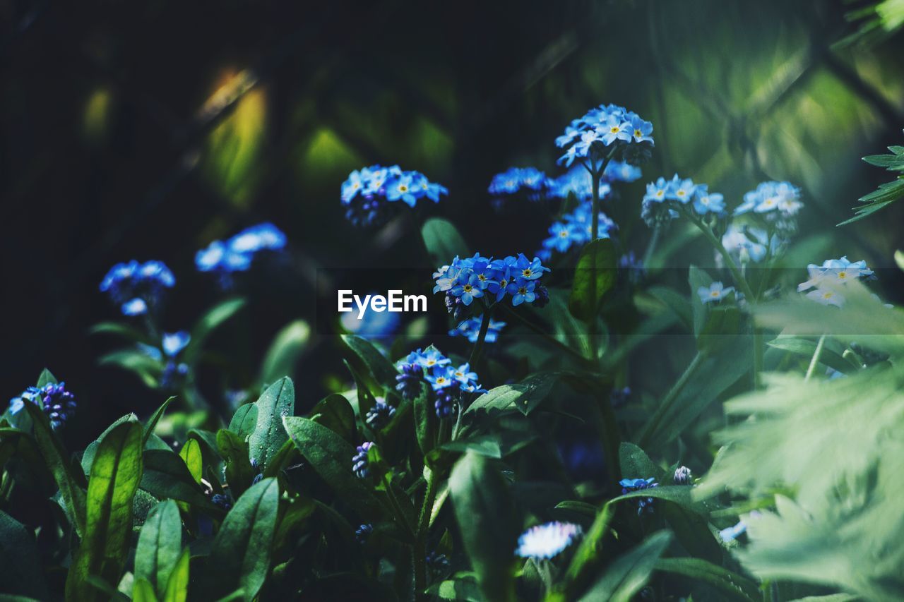 Close-up of fresh myosotis sylvatica blooming in nature