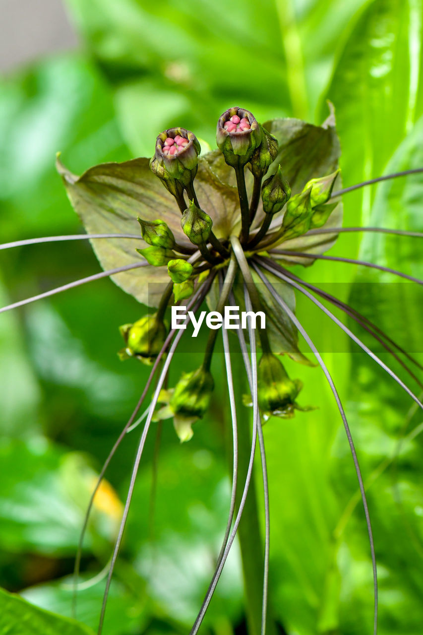 Close-up of flowering plant