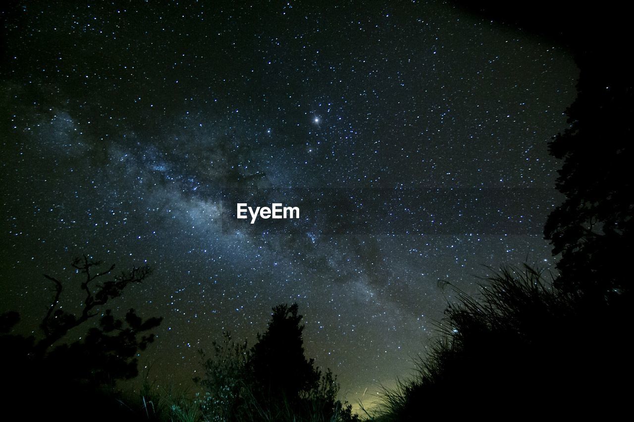 LOW ANGLE VIEW OF TREES AGAINST STAR FIELD