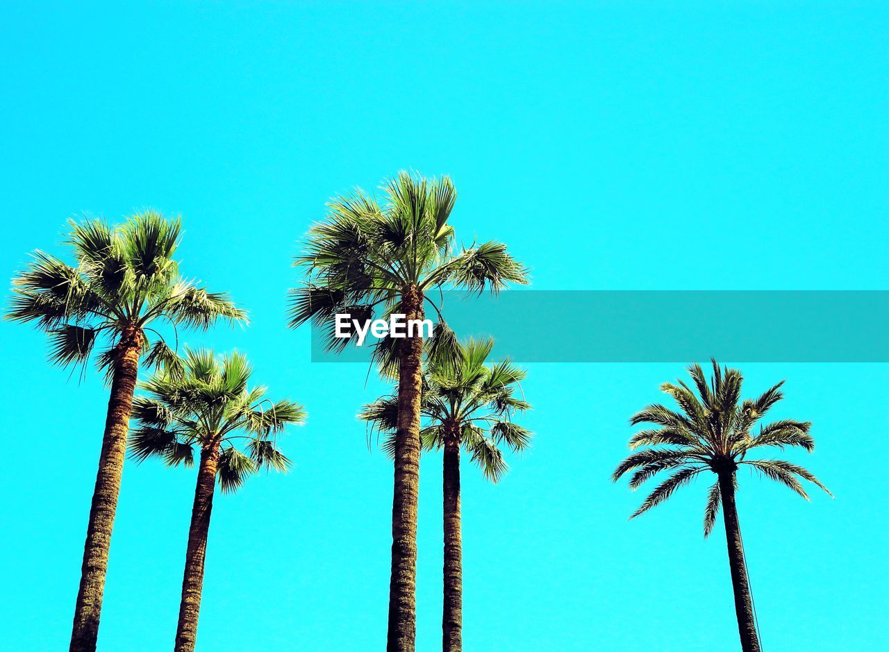 LOW ANGLE VIEW OF PALM TREES AGAINST CLEAR BLUE SKY