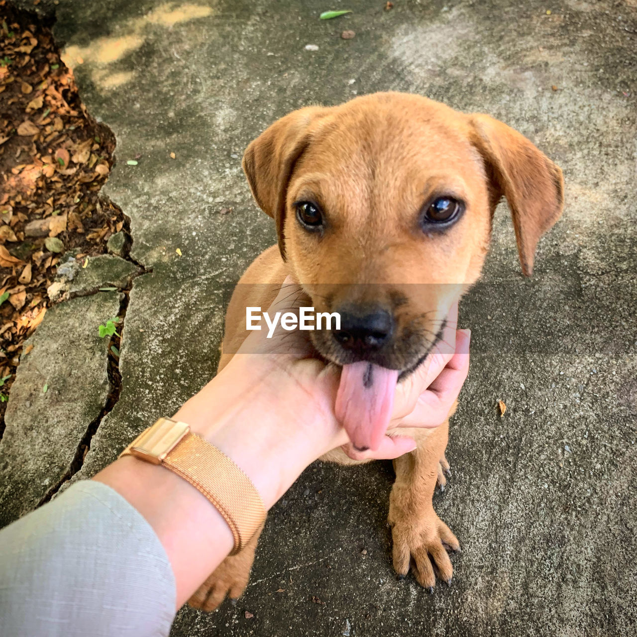 HIGH ANGLE VIEW OF DOG HOLDING HANDS