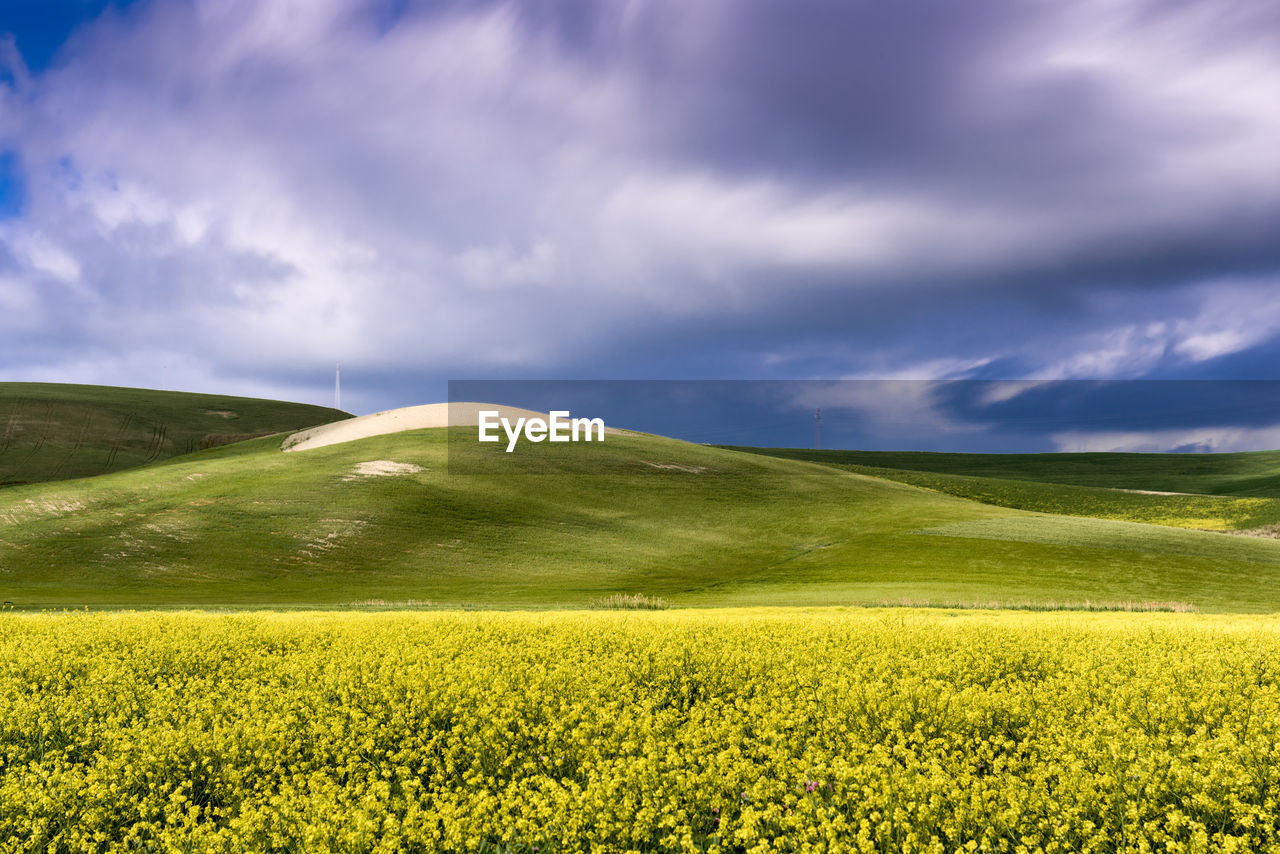 Scenic view of yellow flower field against sky