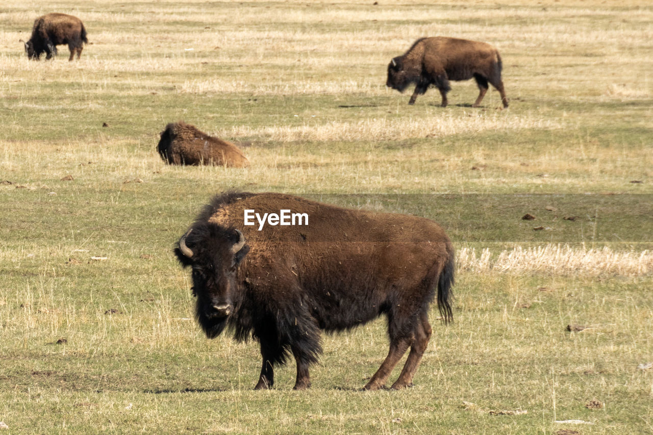 HORSES GRAZING IN THE FIELD