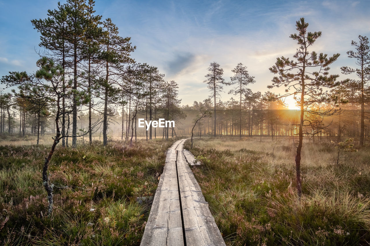 Walkway amidst trees against sky during sunset