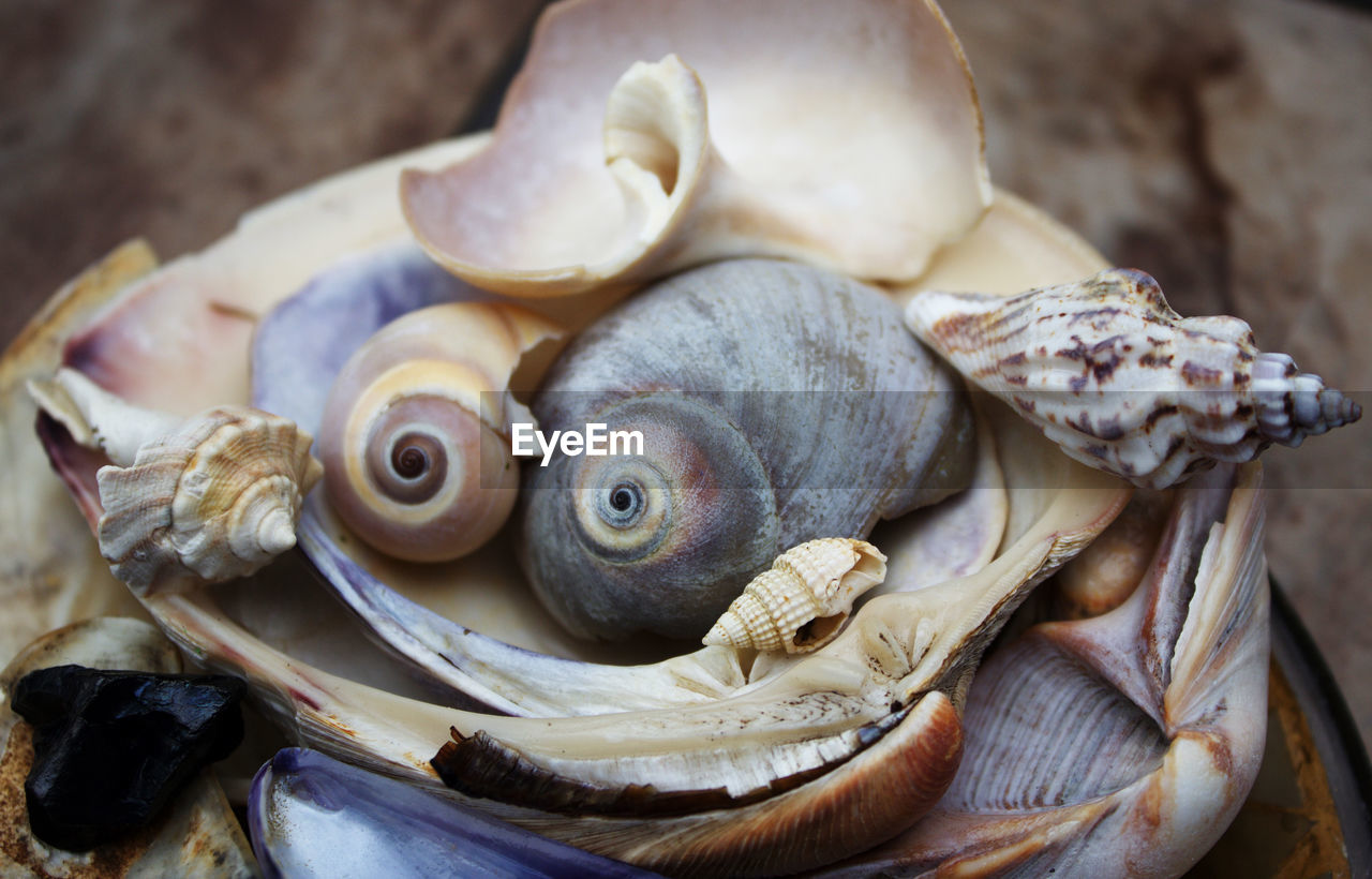 Close-up of an seashells