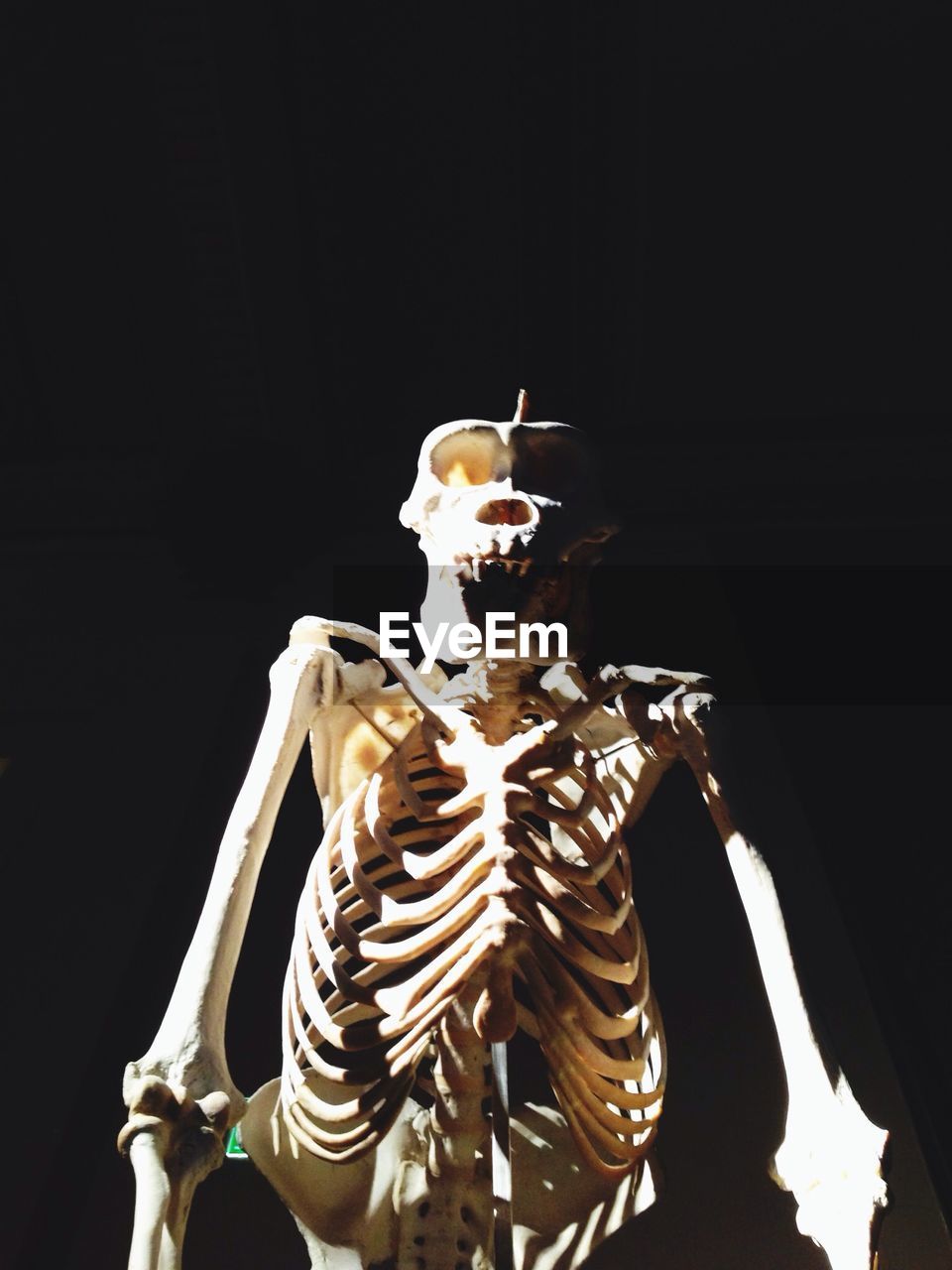 Close-up of human skeleton over black background
