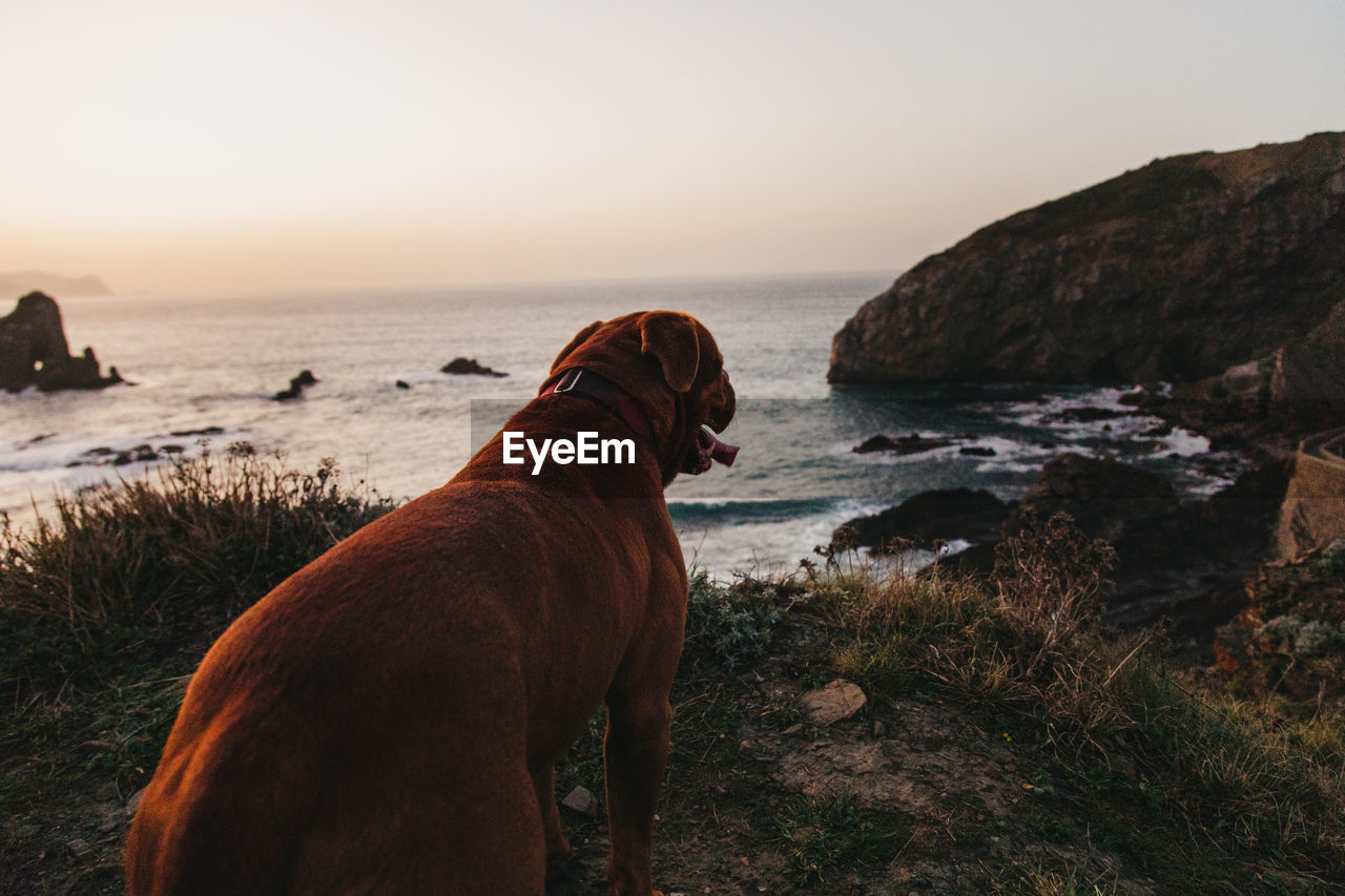 High angle of big brown bordeaux mastiff dog with mouth opened looking away with interest while standing alone on hill against bay water under cloudless sky in spain during sunset