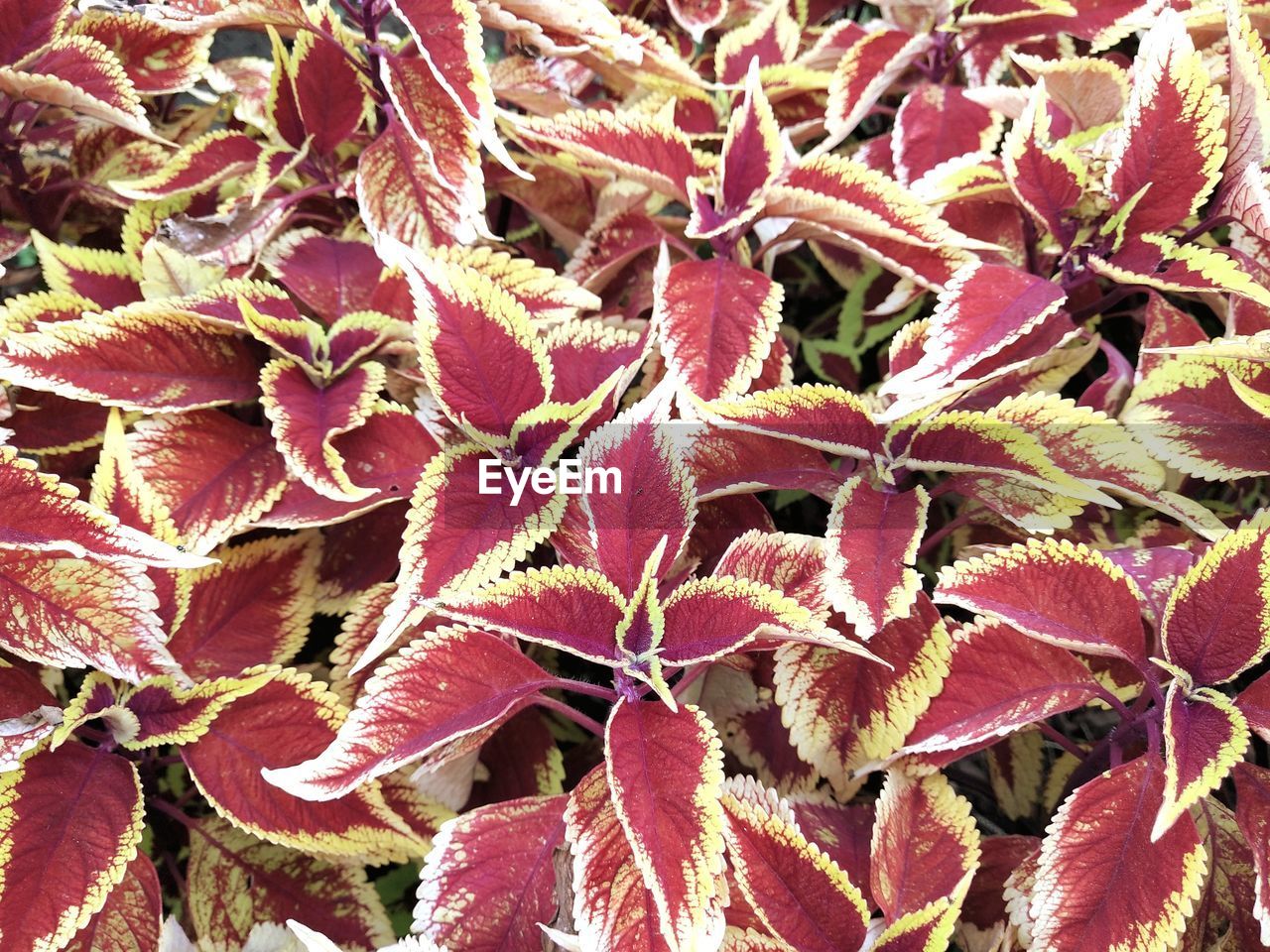 FULL FRAME SHOT OF RED FLOWERING PLANTS DURING AUTUMN