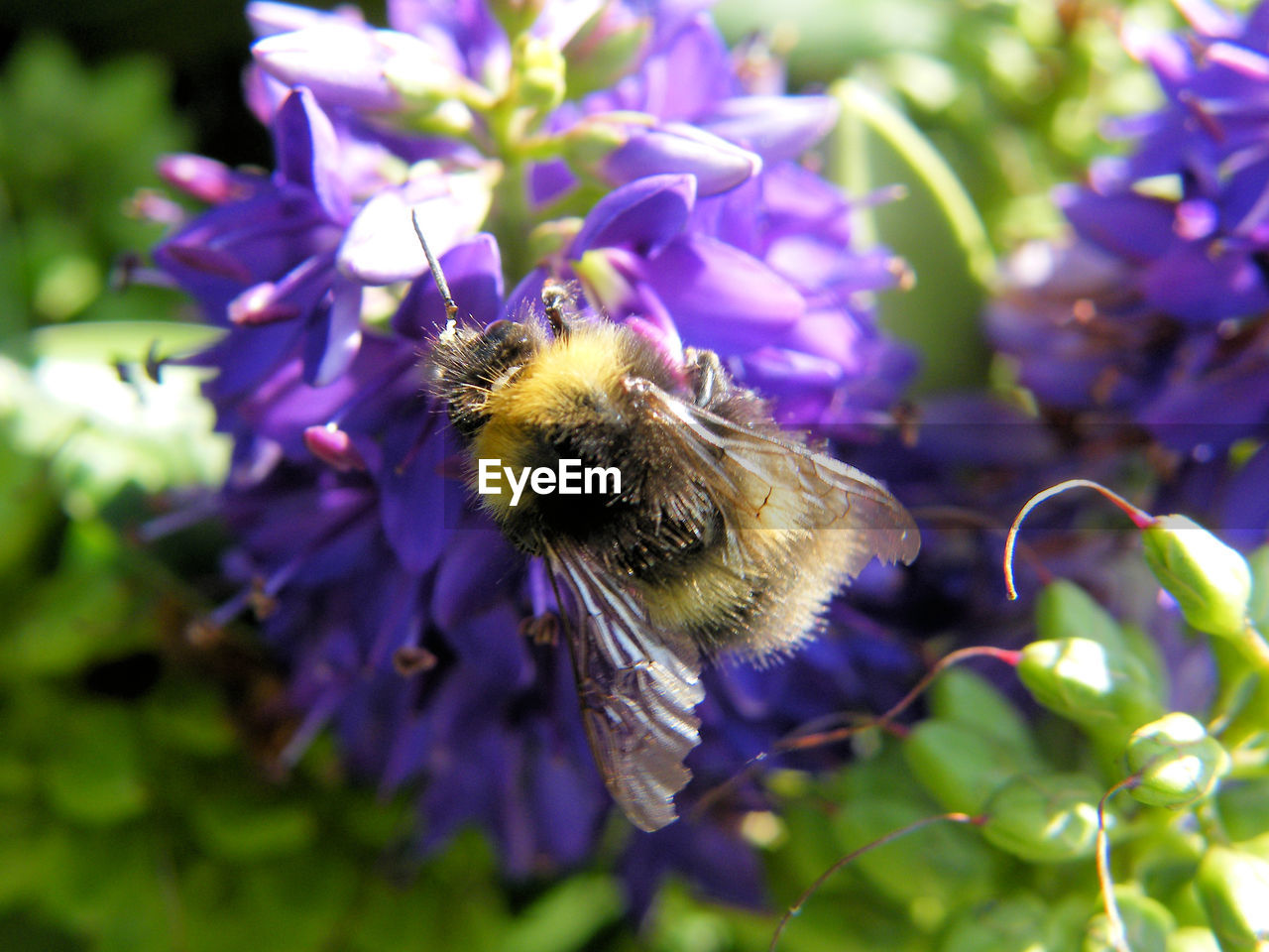 CLOSE-UP OF HONEY BEE ON PURPLE FLOWERS