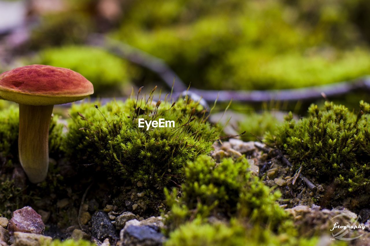 Close-up of mushroom and moss