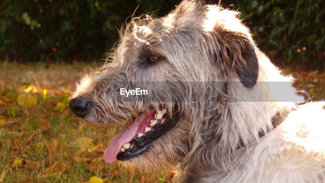 Side view of irish wolfhound in forest